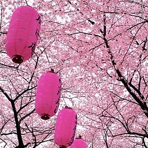 L’Hanami (花見, let. “l’osservazione dei fiori”) è il “rito” tradizionale giapponese legato al piacere di osservare la bellezza dei Sakura (桜), i Ciliegi da fiore giapponesi, diffusi in tutto il Giappone.
Nel Giappone moderno l’Hanami consiste in gite fuoriporta o più frequentemente in piccoli party/pic-nic, dove vi è la maggior concentrazione di Ciliegi in fiore.