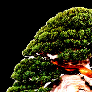 Dal 17 al 19 Maggio 2013 a Barate di Gaggiano (MI), un evento che metterà a confronto i migliori bonsai italiani e non solo, ma anche un’occasione per scoprire alcune tradizioni giapponesi.